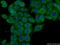Ras antibody, 10724-1-AP, Proteintech Group, Immunofluorescence image 