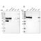 LUC7L3 antibody, PA5-53816, Invitrogen Antibodies, Western Blot image 