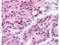 HSP90AA1 antibody, NBP1-77944, Novus Biologicals, Immunohistochemistry frozen image 