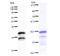 Ventral Anterior Homeobox 2 antibody, LS-C342368, Lifespan Biosciences, Western Blot image 