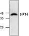 NAD-dependent ADP-ribosyltransferase sirtuin-4 antibody, TA318879, Origene, Western Blot image 