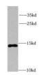 NADH:Ubiquinone Oxidoreductase Subunit A7 antibody, FNab05611, FineTest, Western Blot image 