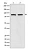 MPL Proto-Oncogene, Thrombopoietin Receptor antibody, M00483, Boster Biological Technology, Western Blot image 