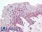 FBXL10 antibody, LS-B2333, Lifespan Biosciences, Immunohistochemistry frozen image 