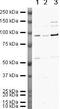 Gelsolin antibody, PA5-19848, Invitrogen Antibodies, Western Blot image 