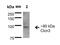 Chloride Voltage-Gated Channel 3 antibody, NBP2-59379, Novus Biologicals, Western Blot image 