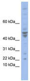 DNA Polymerase Epsilon 4, Accessory Subunit antibody, TA345274, Origene, Western Blot image 
