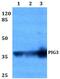Tumor Protein P53 Inducible Protein 3 antibody, PA5-75257, Invitrogen Antibodies, Western Blot image 