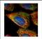 Esterase D antibody, NBP2-16374, Novus Biologicals, Immunofluorescence image 