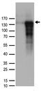 Secretogranin-1 antibody, TA890067, Origene, Western Blot image 
