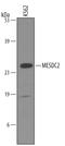LDLR chaperone MESD antibody, AF5577, R&D Systems, Western Blot image 