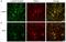 Mor1 antibody, NB100-1620, Novus Biologicals, Immunofluorescence image 
