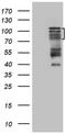 Homeodomain-interacting protein kinase 1 antibody, NBP2-45973, Novus Biologicals, Western Blot image 