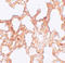 Zinc Finger MYM-Type Containing 1 antibody, A18075, Boster Biological Technology, Immunohistochemistry frozen image 