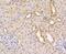 CTBP antibody, NBP2-75453, Novus Biologicals, Immunohistochemistry paraffin image 