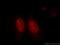 X-ray repair cross-complementing protein 6 antibody, 10723-1-AP, Proteintech Group, Immunofluorescence image 