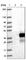 Leucine Rich Adaptor Protein 1 antibody, HPA030060, Atlas Antibodies, Western Blot image 