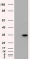 DNA excision repair protein ERCC-1 antibody, LS-C115213, Lifespan Biosciences, Western Blot image 
