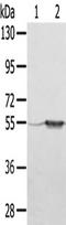 Tripartite motif-containing protein 35 antibody, TA351812, Origene, Western Blot image 