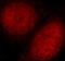 X-Ray Repair Cross Complementing 6 antibody, FNab04661, FineTest, Immunofluorescence image 