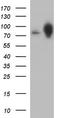 Calmegin antibody, TA590180, Origene, Western Blot image 