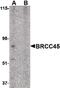 BRISC And BRCA1 A Complex Member 2 antibody, PA5-20415, Invitrogen Antibodies, Western Blot image 