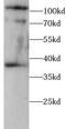 HBS1-like protein antibody, FNab10706, FineTest, Western Blot image 