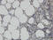 DNA-3-methyladenine glycosylase antibody, LS-C133327, Lifespan Biosciences, Immunohistochemistry paraffin image 