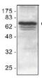 IAP2 antibody, GTX22399, GeneTex, Western Blot image 