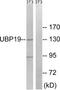 Ubiquitin carboxyl-terminal hydrolase 19 antibody, TA311712, Origene, Western Blot image 