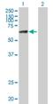 Zinc Finger Protein 74 antibody, H00007625-B01P, Novus Biologicals, Western Blot image 