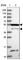 RasGEF Domain Family Member 1B antibody, HPA044574, Atlas Antibodies, Western Blot image 