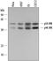 Mitogen-Activated Protein Kinase 8 Interacting Protein 3 antibody, AF1387, R&D Systems, Western Blot image 