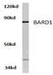 BRCA1 Associated RING Domain 1 antibody, AP20481PU-N, Origene, Western Blot image 