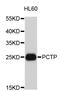 Phosphatidylcholine Transfer Protein antibody, STJ24922, St John