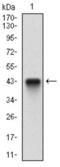 CASP8 And FADD Like Apoptosis Regulator antibody, abx015816, Abbexa, Western Blot image 