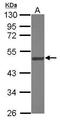 Asparaginyl-TRNA Synthetase 2, Mitochondrial antibody, PA5-31098, Invitrogen Antibodies, Western Blot image 