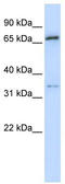 Tripartite Motif Containing 23 antibody, TA329738, Origene, Western Blot image 