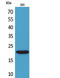 CKLF Like MARVEL Transmembrane Domain Containing 6 antibody, STJ96673, St John