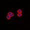 CPI17 antibody, orb319092, Biorbyt, Immunofluorescence image 