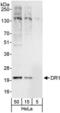 Protein Dr1 antibody, NBP1-03329, Novus Biologicals, Western Blot image 