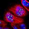 Visual System Homeobox 2 antibody, NBP1-84476, Novus Biologicals, Immunofluorescence image 