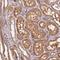 Spermatid Associated antibody, NBP1-86593, Novus Biologicals, Immunohistochemistry frozen image 