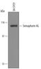 Semaphorin 4G antibody, AF5840, R&D Systems, Western Blot image 
