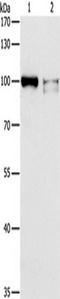 ADAMTS-like protein 2 antibody, TA349451, Origene, Western Blot image 