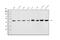Homer protein homolog 1 antibody, A03877-1, Boster Biological Technology, Western Blot image 