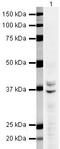 Heterogeneous Nuclear Ribonucleoprotein A2/B1 antibody, PA5-19577, Invitrogen Antibodies, Western Blot image 