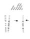 Protein Kinase C Epsilon antibody, VMA00636, Bio-Rad (formerly AbD Serotec) , Western Blot image 