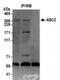 NCOA6 antibody, NB200-336, Novus Biologicals, Immunoprecipitation image 