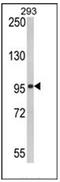 DExD/H-Box Helicase 58 antibody, AP11678PU-N, Origene, Western Blot image 
